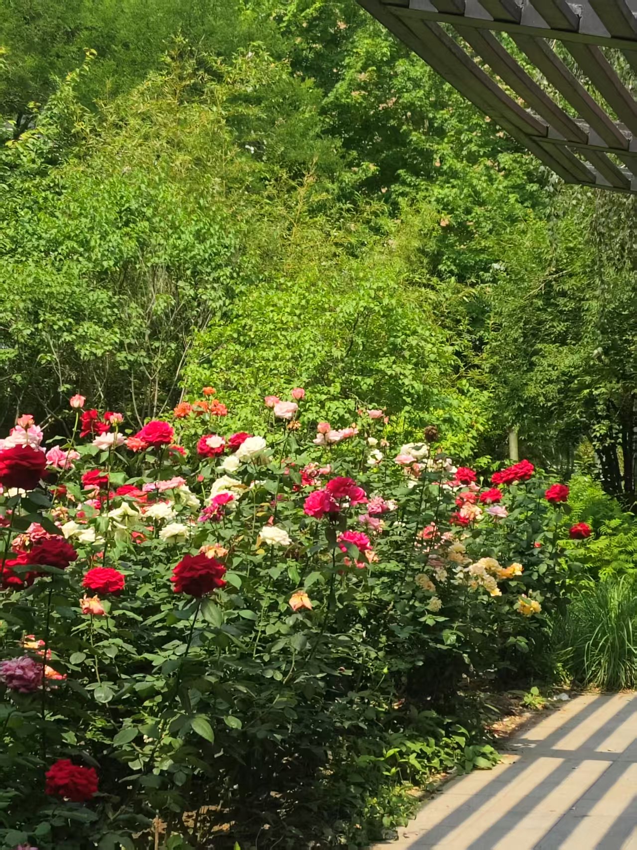 明媚的🌸